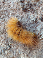 white woolly worm