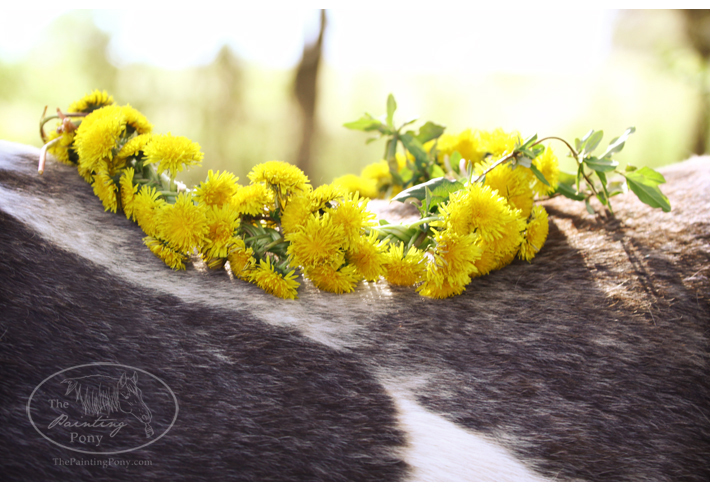 equestrian maternity shoot